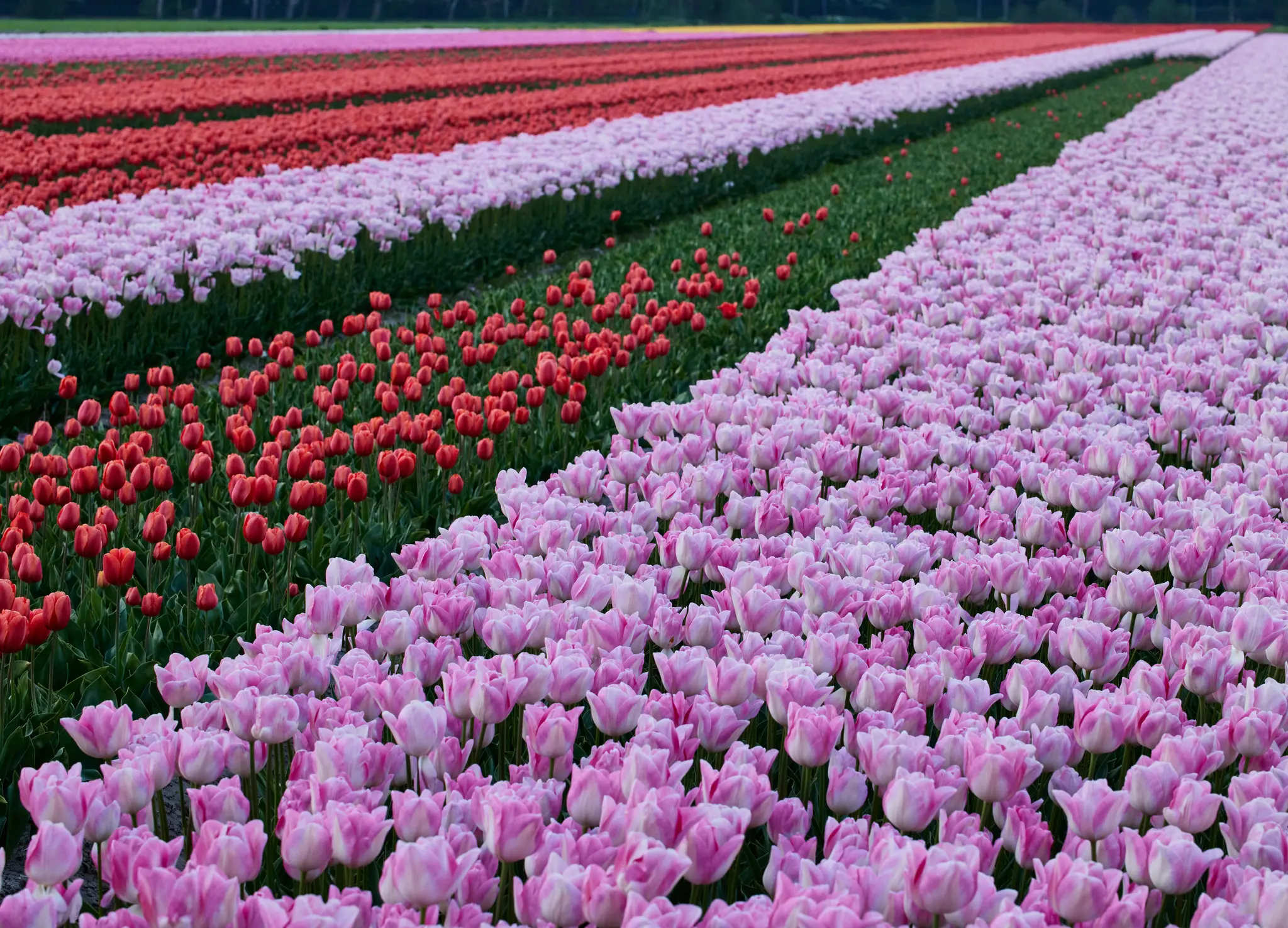 Eine weite Aufnahme eines Feldes voller blühender Tulpen. Der Vordergrund zeigt hellrosa Tulpen, gefolgt von roten…