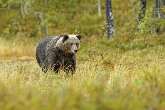 Ein Braunbär mit dunklem Fell und hellerem braunem Kopf steht auf einem Feld mit hohem gelbem und grünem Gras und blickt nach