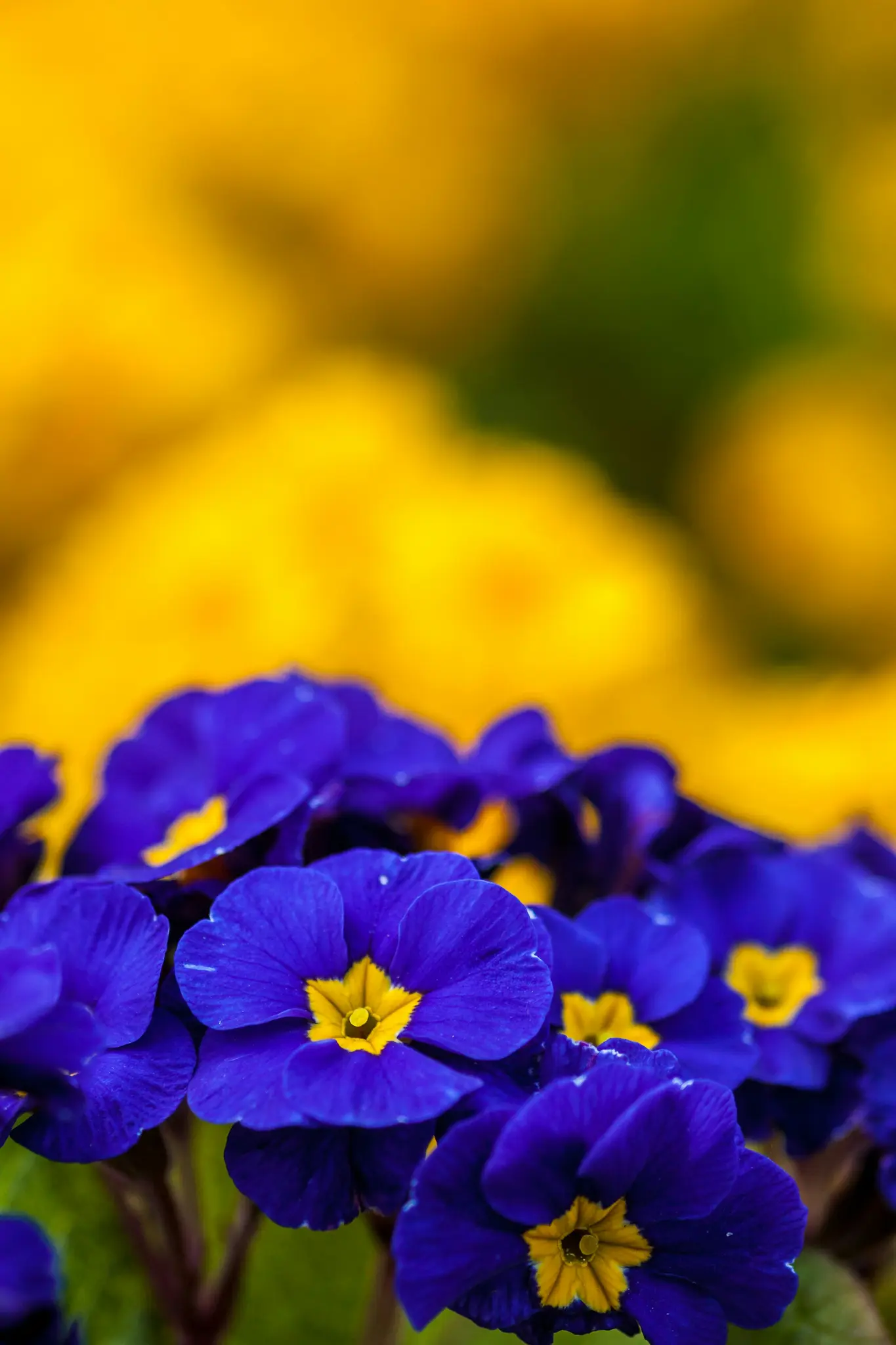 Uno scatto verticale ravvicinato di diversi fiori di primula blu vivaci con centri gialli brillanti. Lo sfondo è una