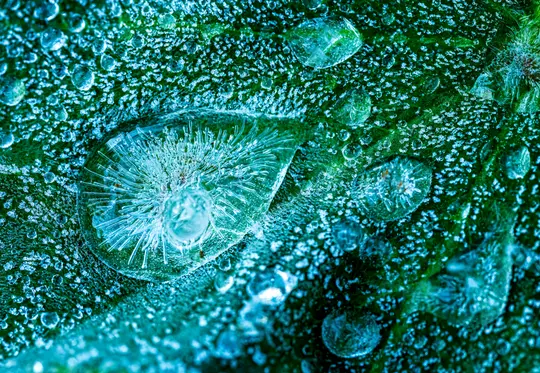 Eine Makroaufnahme zeigt ein leuchtend grünes Blatt, bedeckt mit zahlreichen gefrorenen Wassertropfen und einer feinen