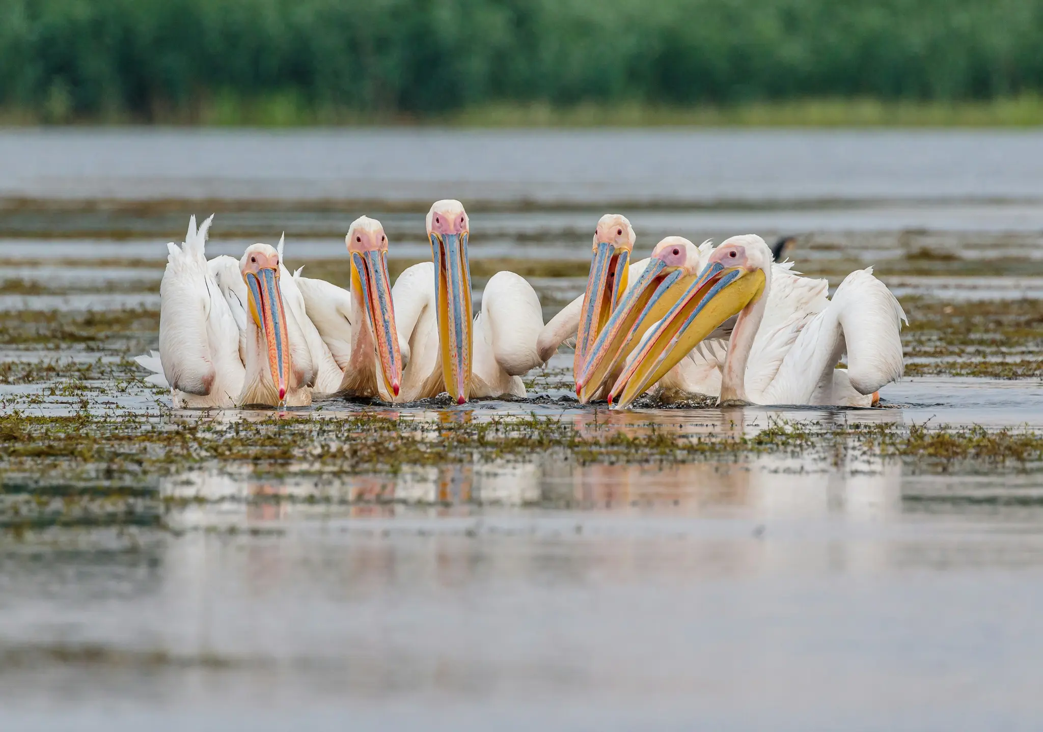 Sette pellicani bianchi con lunghi becchi colorati sono riuniti in acque poco profonde, circondati da vegetazione acquatica