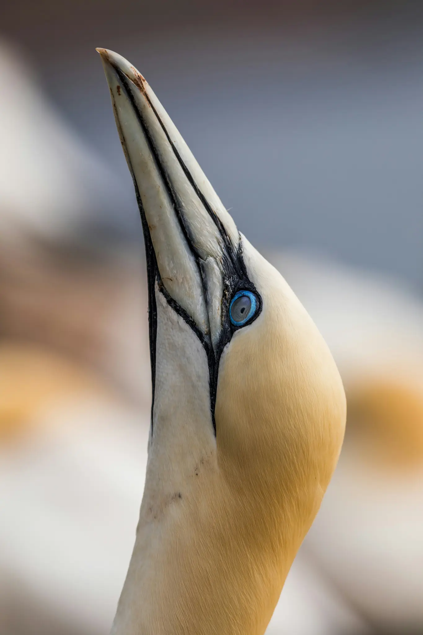 En detaljerad närbild av en sulas huvud och övre hals, som visar dess krämfärgade fjädrar, vita näbb med svarta markeringar…