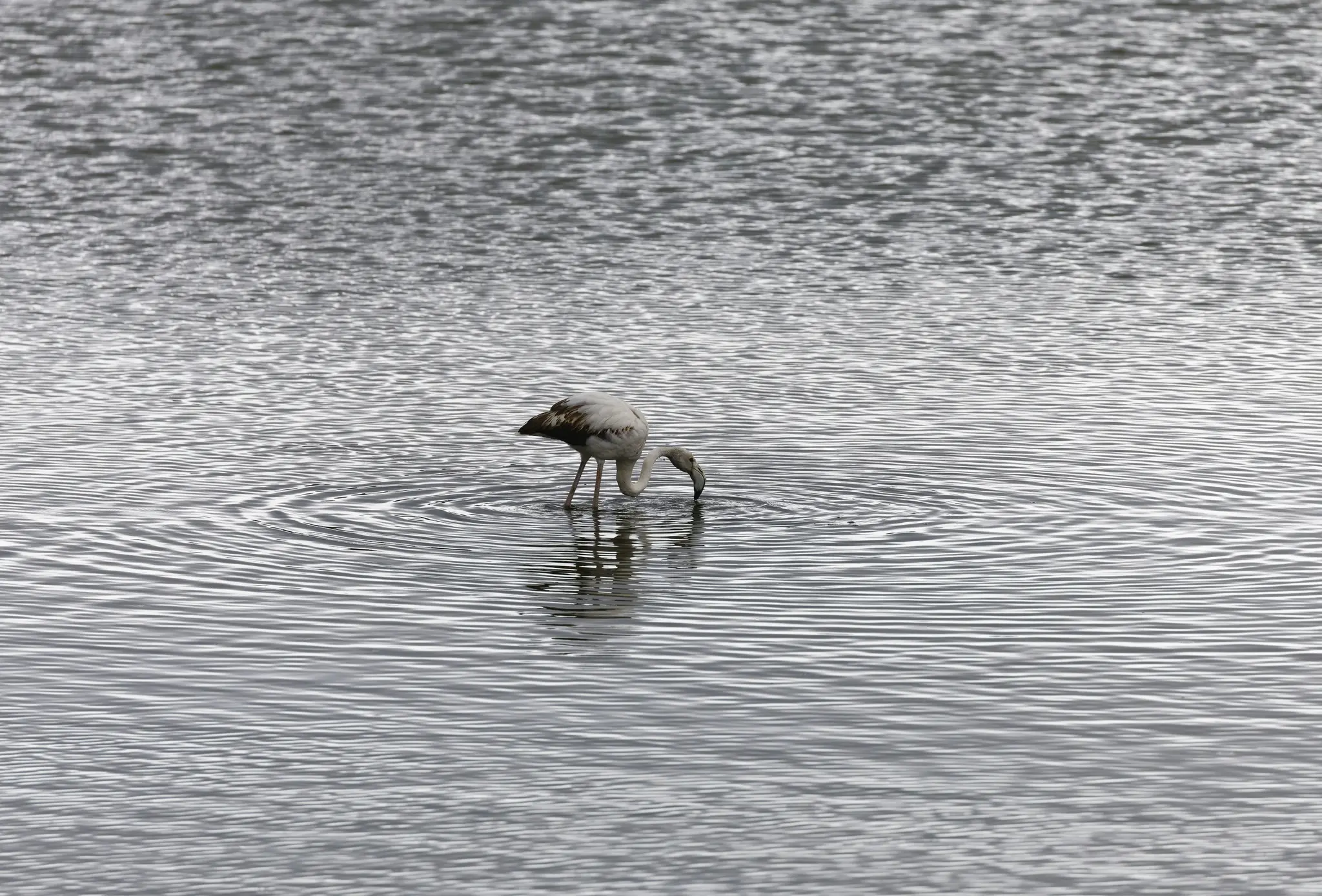 Ein Flamingo mit hellen und dunklen Federn steht in plätscherndem grauem Wasser, sein Kopf ist untergetaucht, während er nach