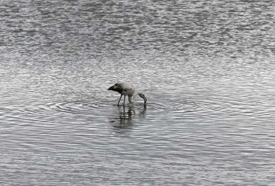 Ein Flamingo mit hellen und dunklen Federn steht in plätscherndem grauem Wasser, sein Kopf ist untergetaucht, während er nach