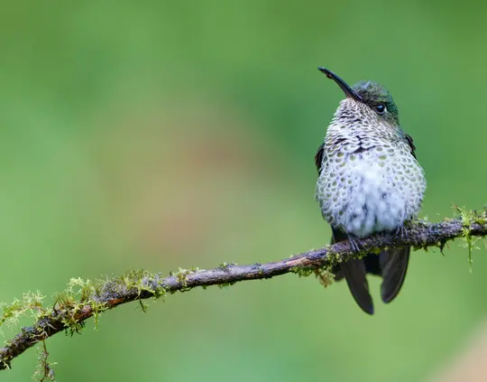 Sötétzöld fejű, fehér, zöld pöttyös mellkasú kolibri ül egy mohás ágon.