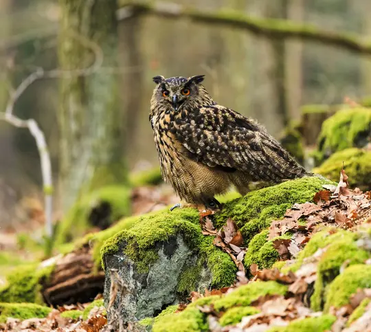 Ein Uhu mit auffallend orangefarbenen Augen und braunem, gemustertem Gefieder steht auf einem moosbewachsenen Felsen in einem