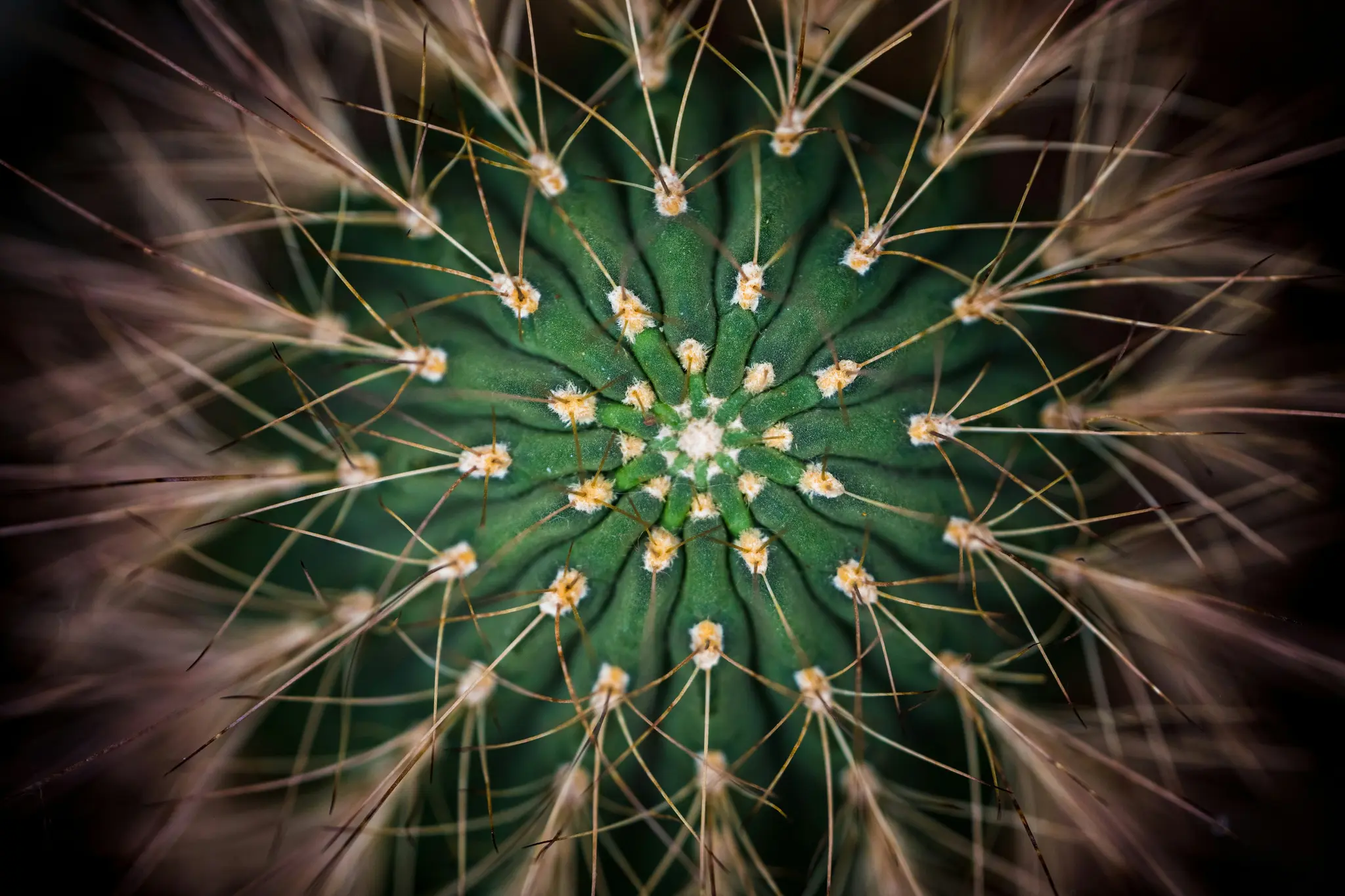 Een gedetailleerde macro-opname van bovenaf van een groene cactus, die het centrale groeipunt en talrijke scherpe