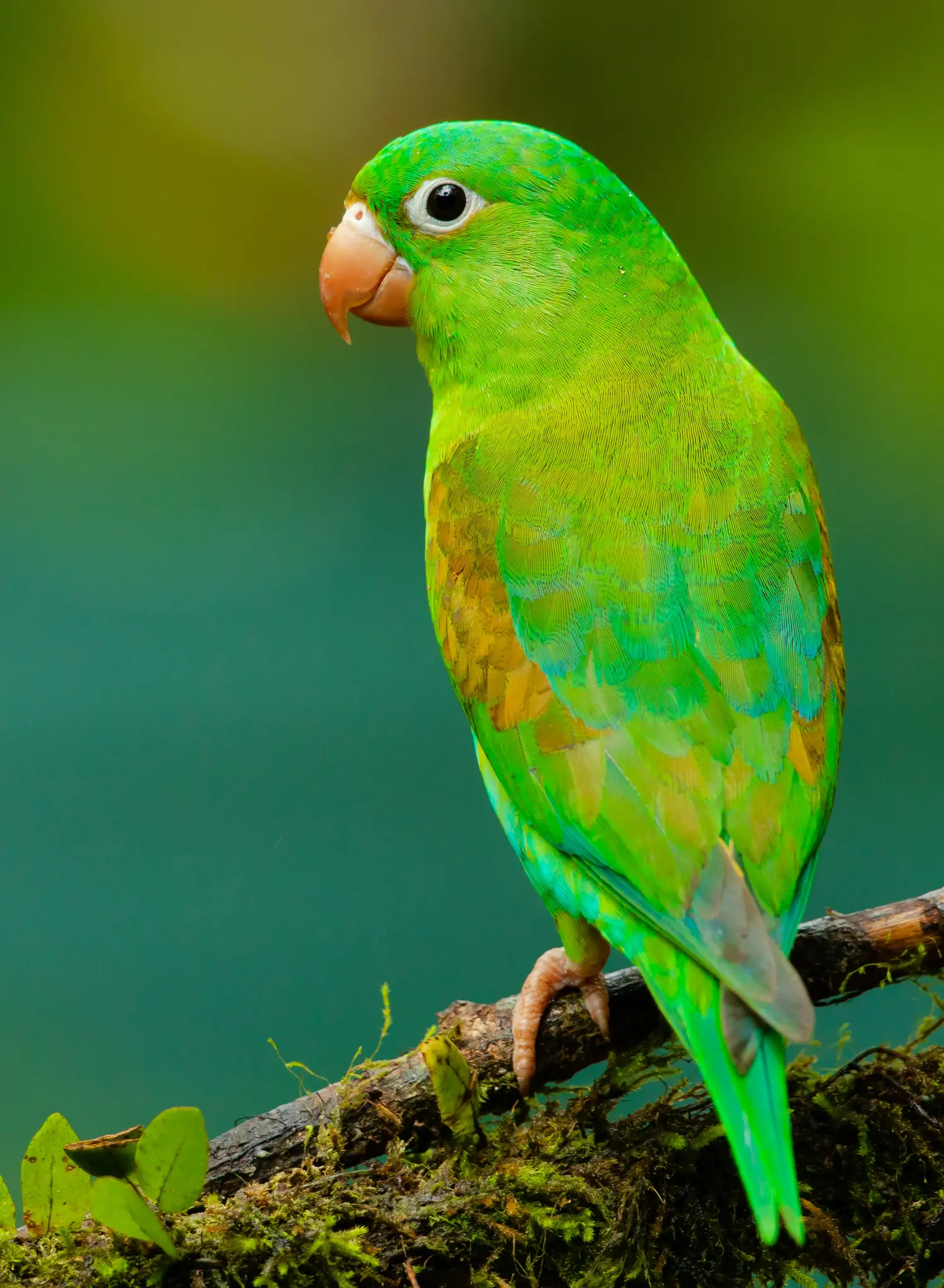 Un loro verde brillante con pico naranja y ojo negro está posado en una rama cubierta de musgo, mirando hacia la izquierda.