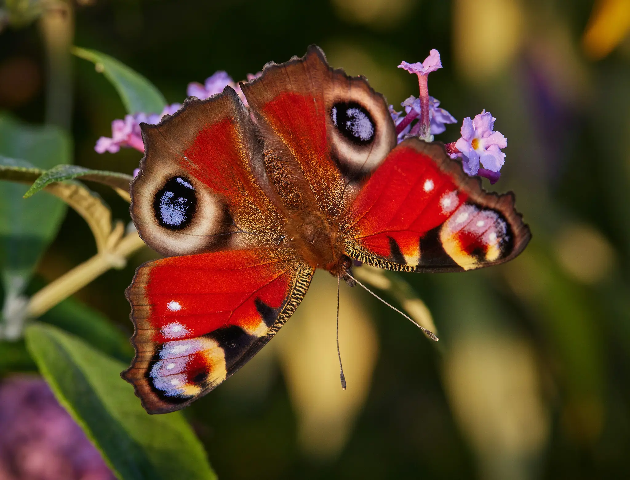 Nahaufnahme eines Pfauenaugen-Schmetterlings mit gespreizten Flügeln, die lebendige rote, braune und blaue Augenflecken