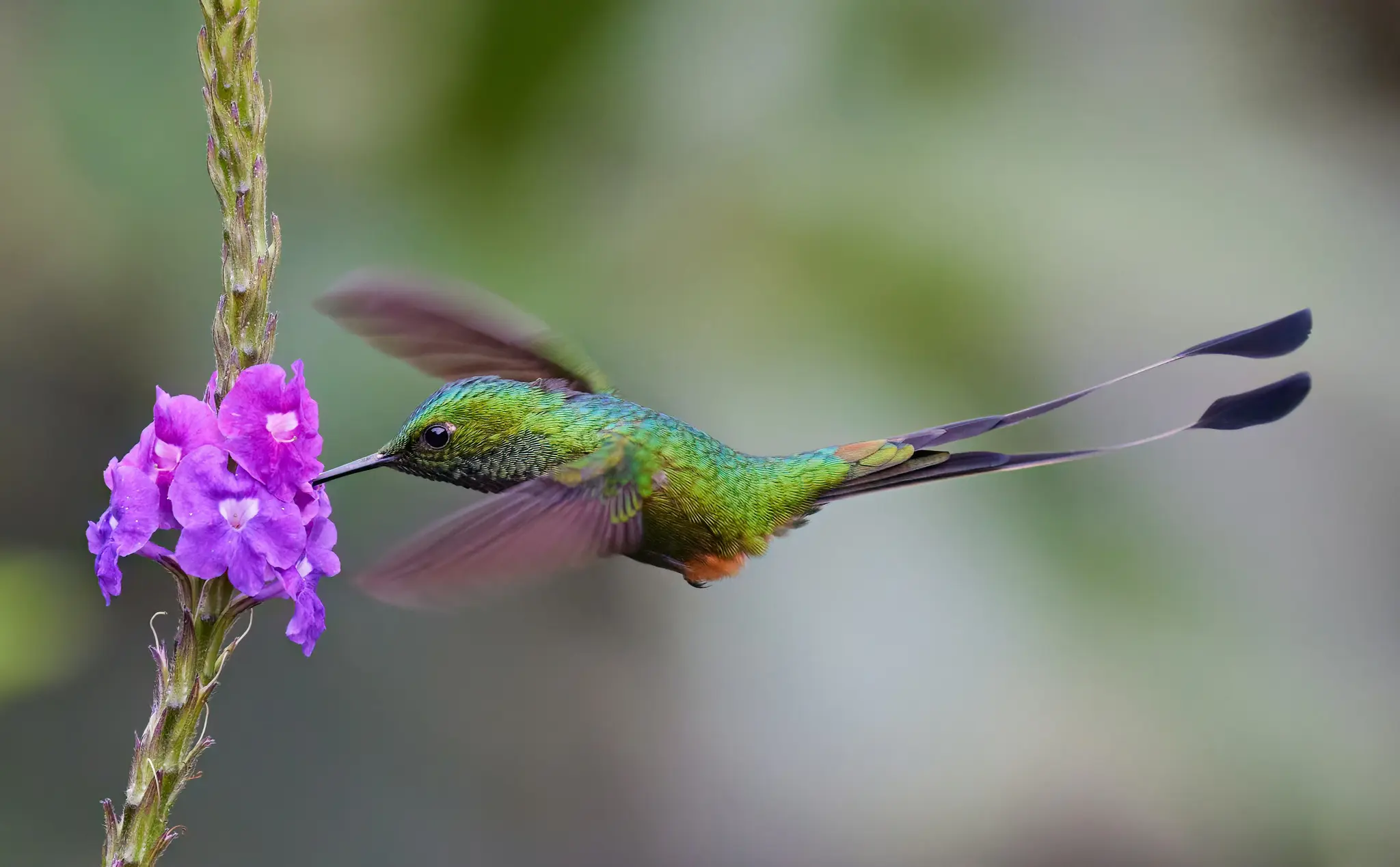Ein leuchtend grüner Kolibri mit einem langen, gegabelten Schwanz schwebt in der Luft, sein Schnabel ist auf eine Gruppe