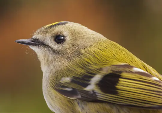 Eine sehr detailreiche Nahaufnahme des Kopfes und Oberkörpers eines kleinen Vogels, die sein schwarzes Auge, seinen spitzen