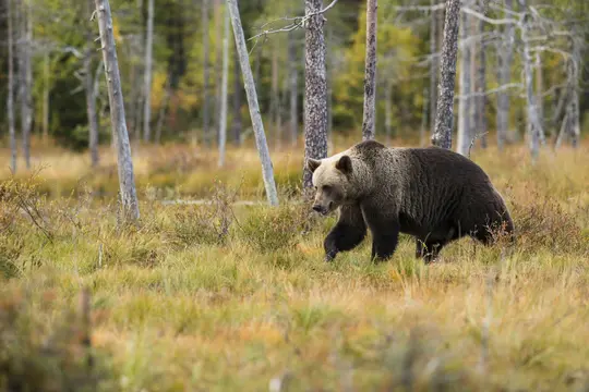Ein Braunbär mit dunklem Fell und hellem braunem Kopf geht durch einen sumpfigen Wald mit hohen, schlanken Bäumen und