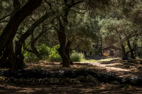 Ένα μικρό, ρουστίκ πέτρινο κτίριο με μια σκούρα ξύλινη πόρτα είναι μερικώς κρυμμένο από αρχαίες ελιές σε ένα δάσος που