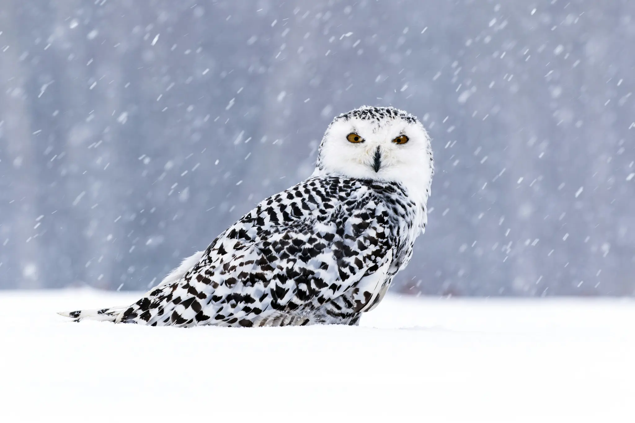 Eine Schnee-Eule mit auffallenden gelben Augen und weißem und schwarzem, gesprenkeltem Gefieder sitzt während eines leichten