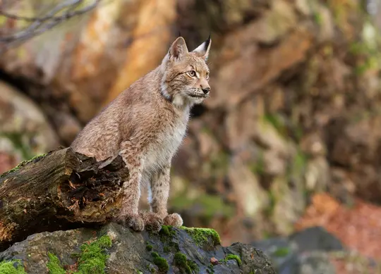 Ein Luchs mit hellbraunem Fell und schwarzen Ohrbüscheln sitzt auf einem moosbewachsenen Baumstamm und Felsen und blickt