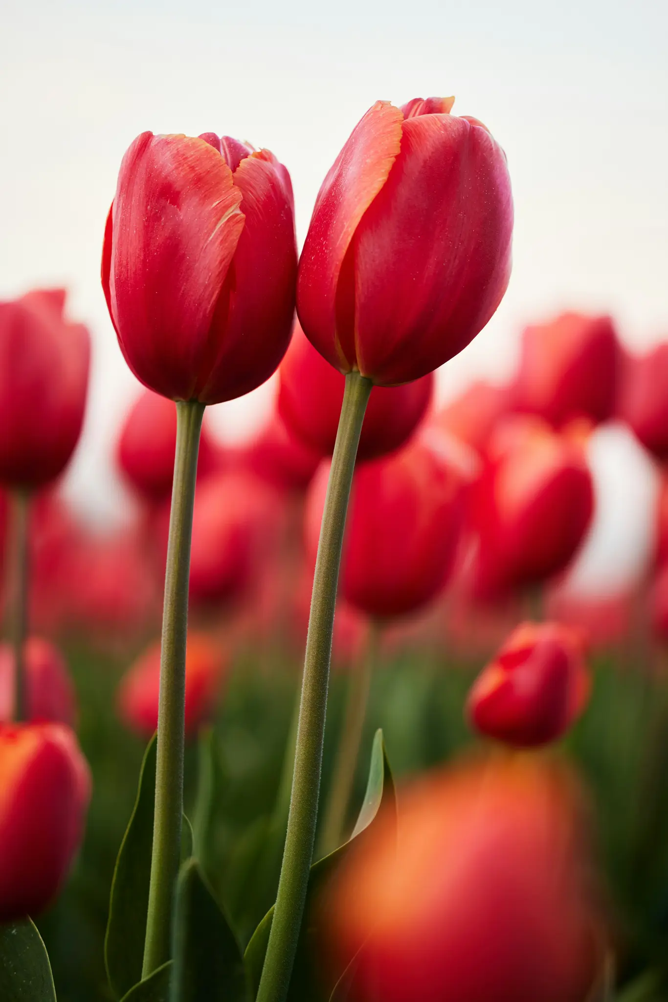 Detailní záběr dvou zářivě červených tulipánů stojících na poli, s mnoha dalšími červenými tulipány rozmazanými v pozadí.