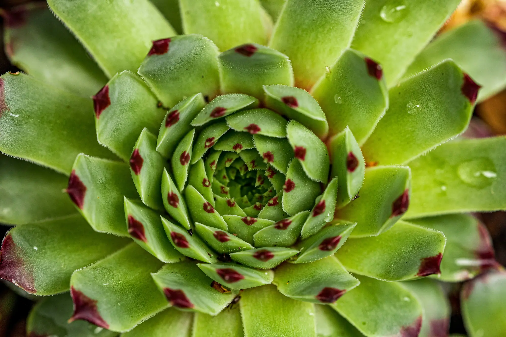 En levande grön suckulentplanta visas rakt uppifrån, med bladen som spiralformigt sträcker sig utåt. Många blad har mörkröda…