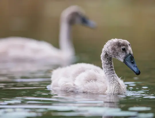 Egy hattyúfióka közeli képe nedves, világosszürke pehellyel és sötét csőrrel, amint a vízben úszik. Egy másik hattyúfióka