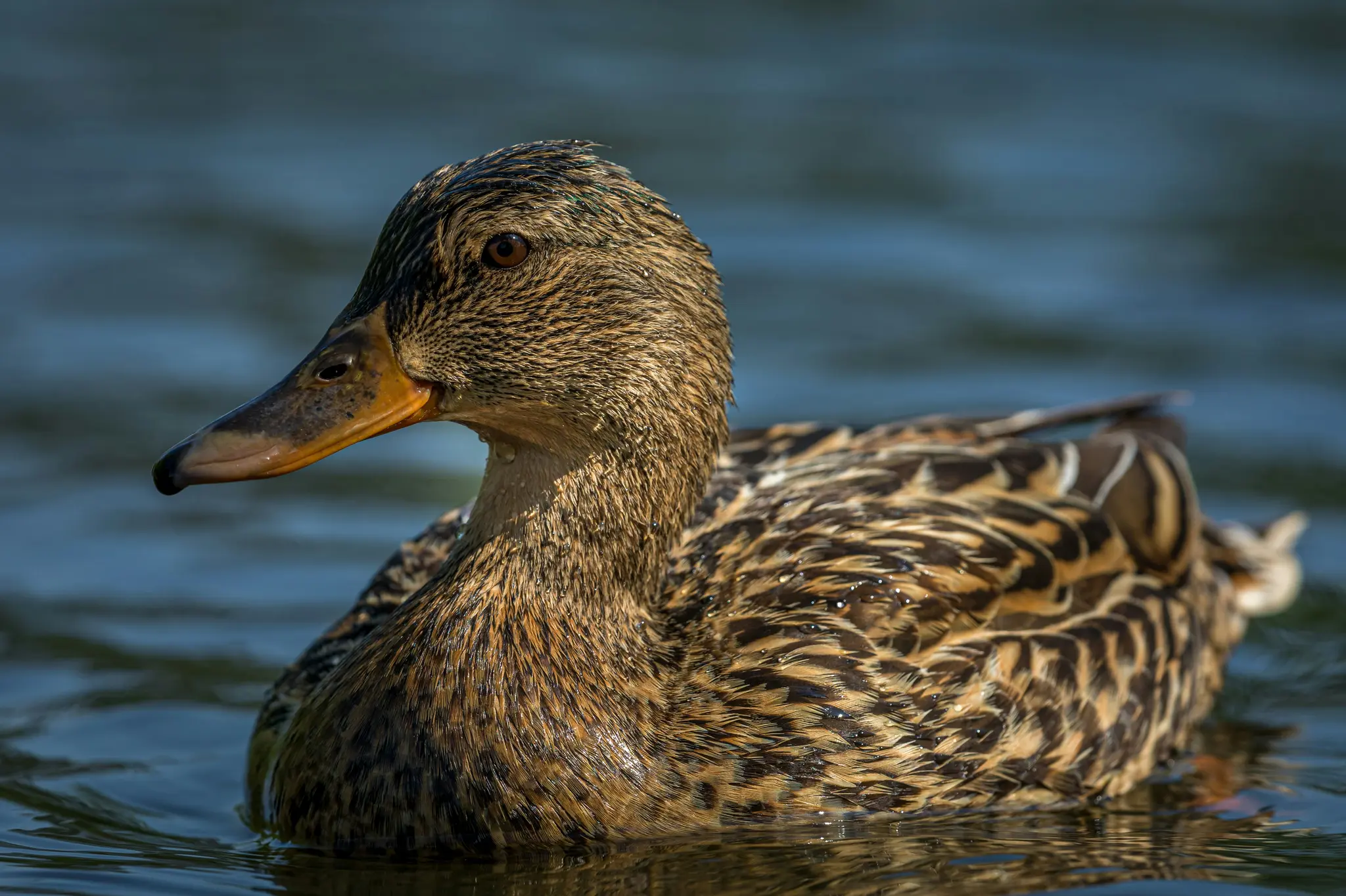 Een close-up op ooghoogte van een bruine eend met ingewikkelde verenpatronen die zwemt in donkerblauw water.