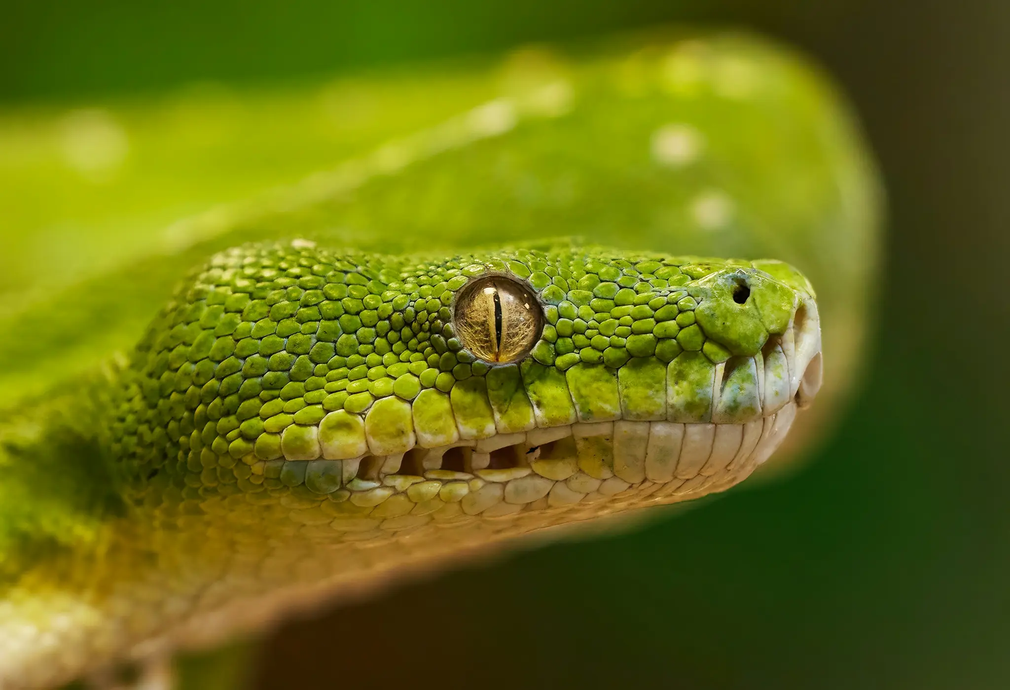 O fotografie foarte apropiată a capului unui piton verde, arătând solzii săi verzi complecși, ochiul galben cu pupila