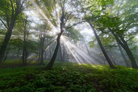 Sonnenlicht strömt durch das Blätterdach eines nebligen Waldes und erzeugt sichtbare Lichtstrahlen, die das grüne Unterholz