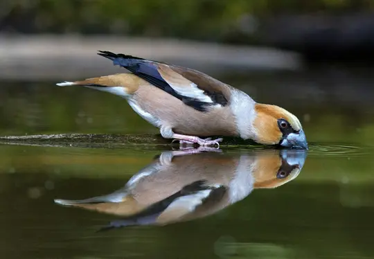 Ein Gimpelvogel mit braunem, weißem, schwarzem und blauem Gefieder beugt sich zum Trinken von Wasser, seine Spiegelung