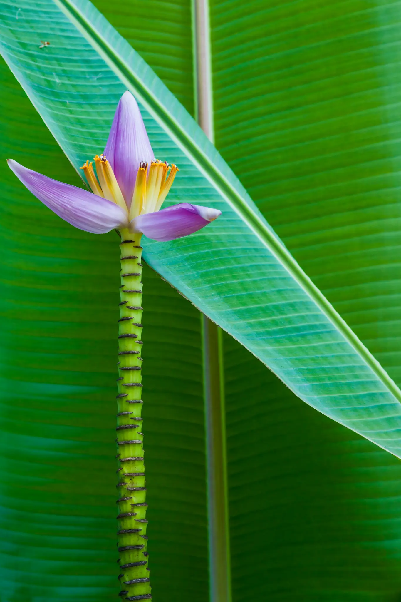 Eine leuchtend violette Bananenblüte mit gelben Staubgefäßen ragt vor großen, strukturierten grünen Bananenblättern empor.