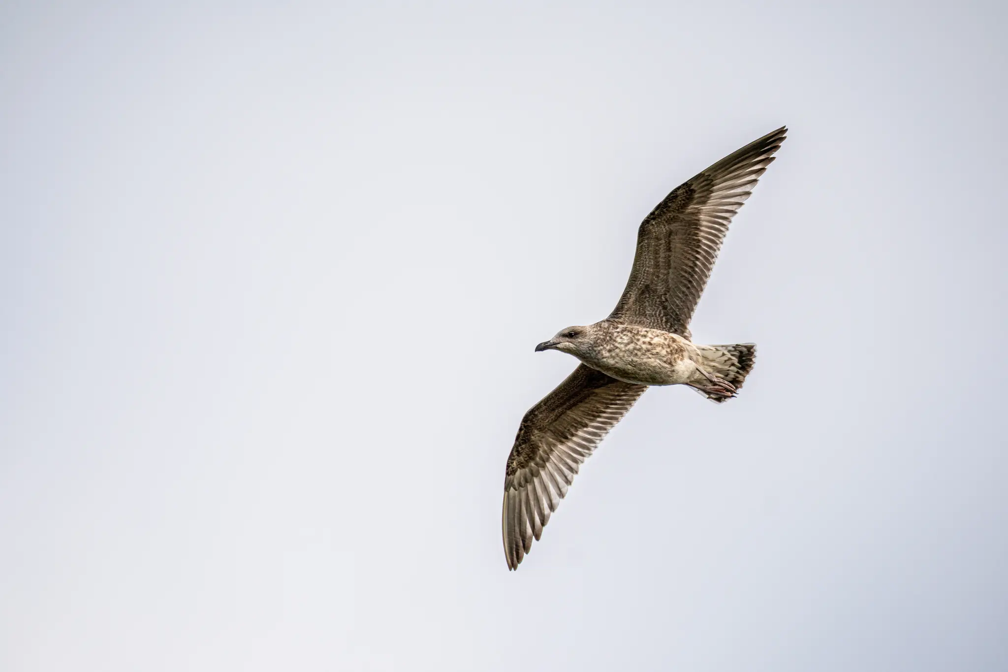 A juvenile seagull with mottled brown and white feathers soars through a bright, overcast sky, wings fully extended.