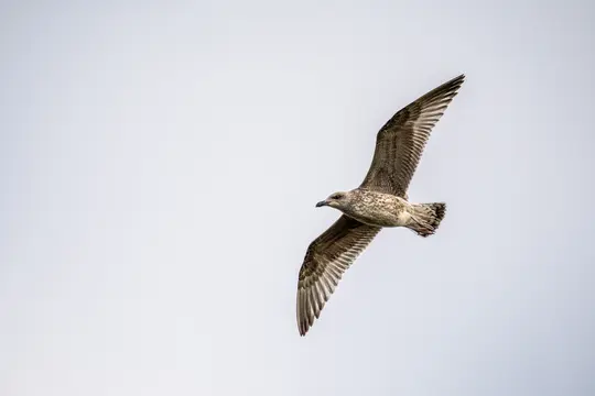 A juvenile seagull with mottled brown and white feathers soars through a bright, overcast sky, wings fully extended.