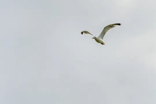 Valkoinen ja harmaa lokki, jolla on keltainen nokka, on kuvattu lennossa pehmeää, vaaleanharmaata, pilvistä taivasta vasten.
