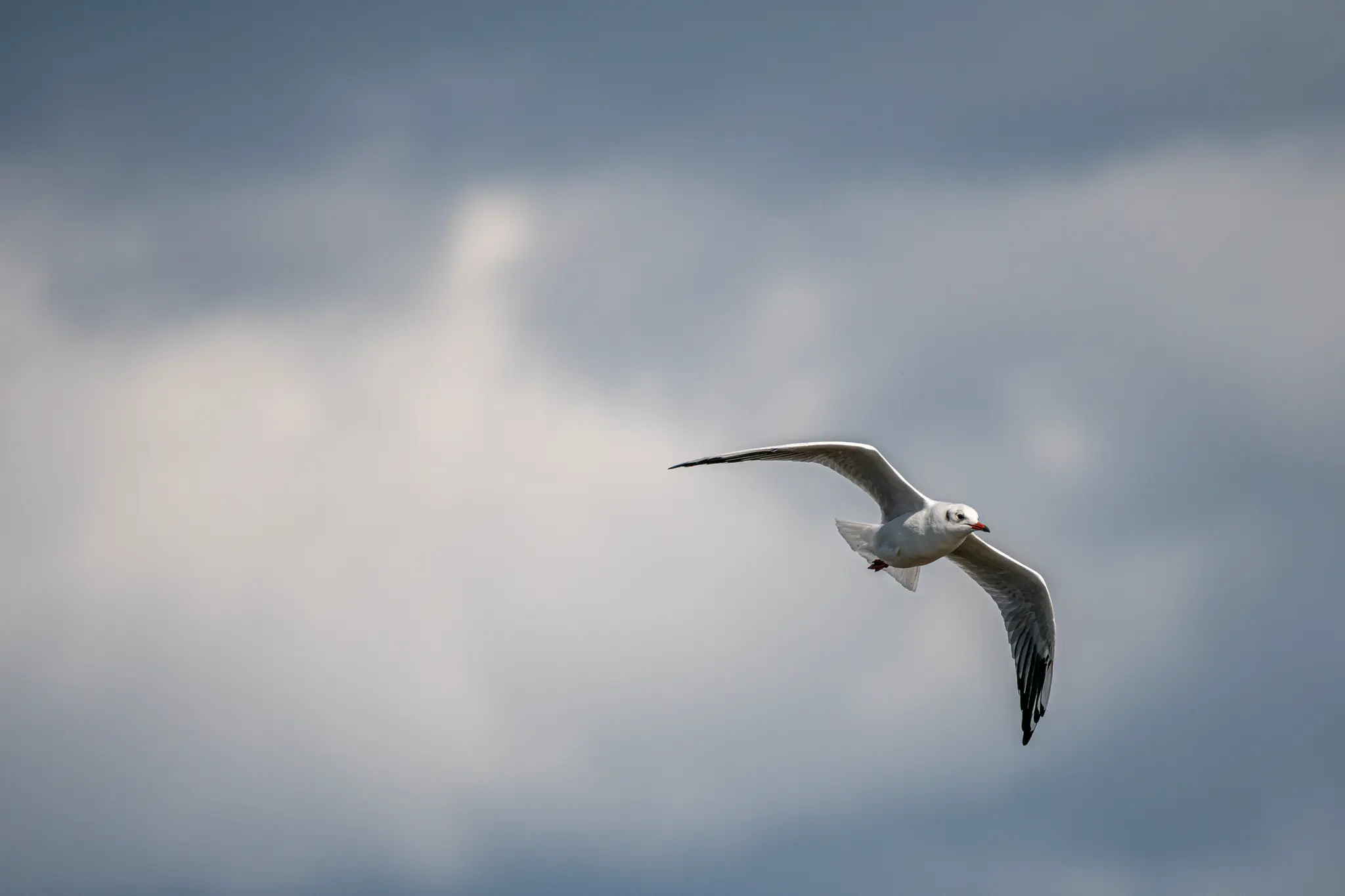 A white seagull with black wingtips and a red beak soars through a cloudy, overcast sky, wings outstretched.