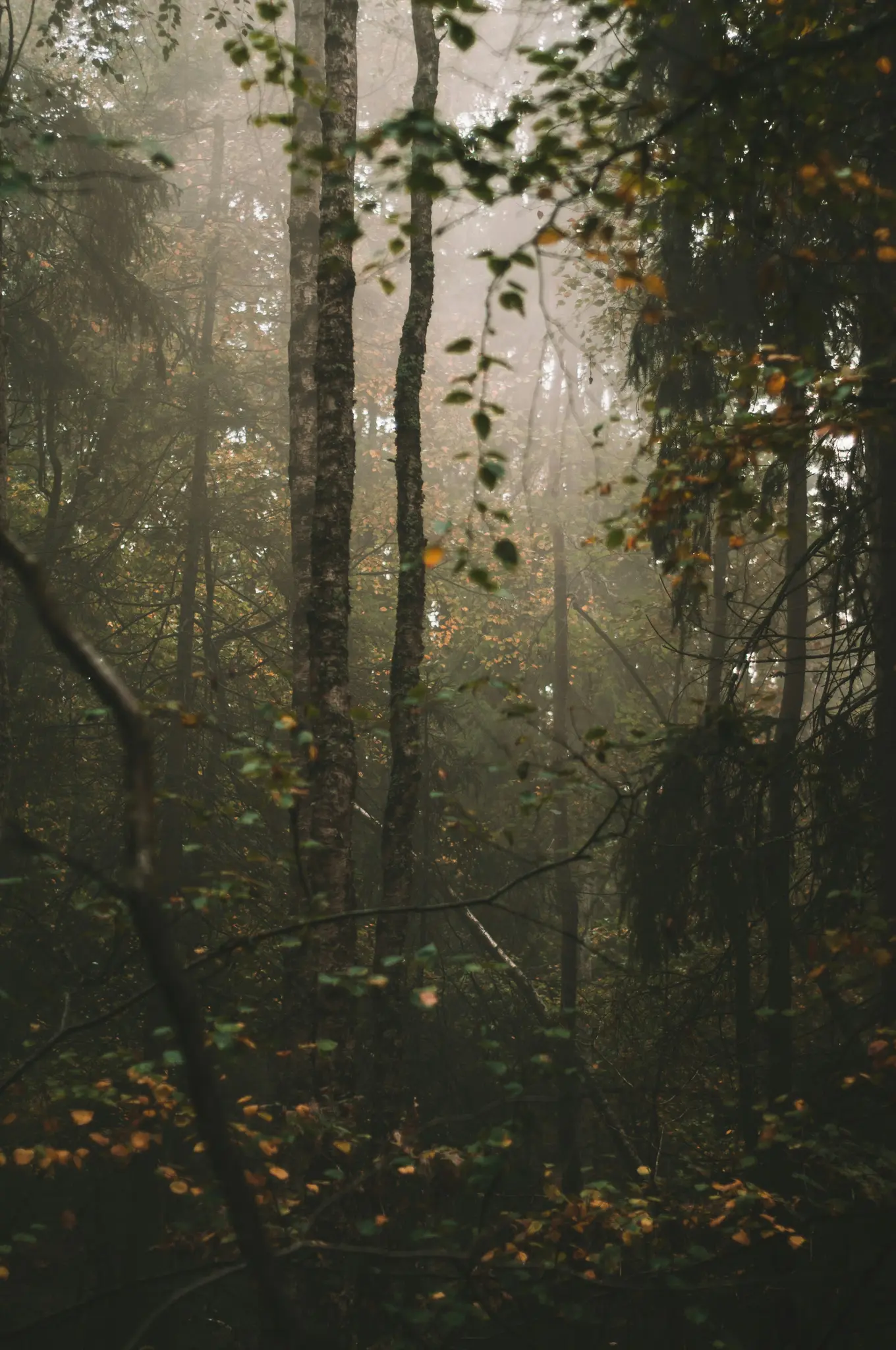 A vertical shot of a misty forest in autumn, with tall trees and branches covered in green and yellow leaves.