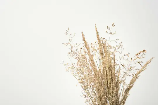 A minimalist close-up of a bouquet of dried beige and light brown grasses and small white dried flowers against a plain…