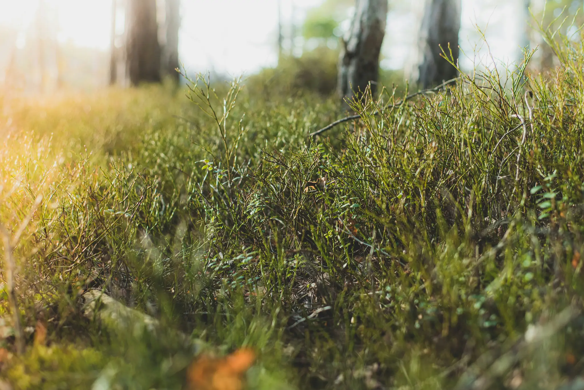 Lähikuva rehevästä vihreästä aluskasvillisuudesta metsän pohjalla, lämmin kultainen valo valaisee vasenta puolta. Epäselvä…