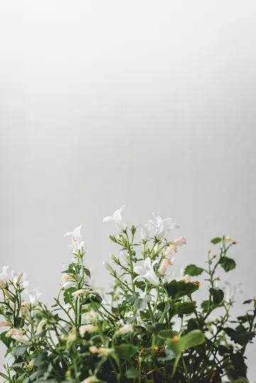 Et nærbillede af hvide klokkeformede blomster med grønne blade, der fylder den nederste tredjedel af billedet mod en lysegrå