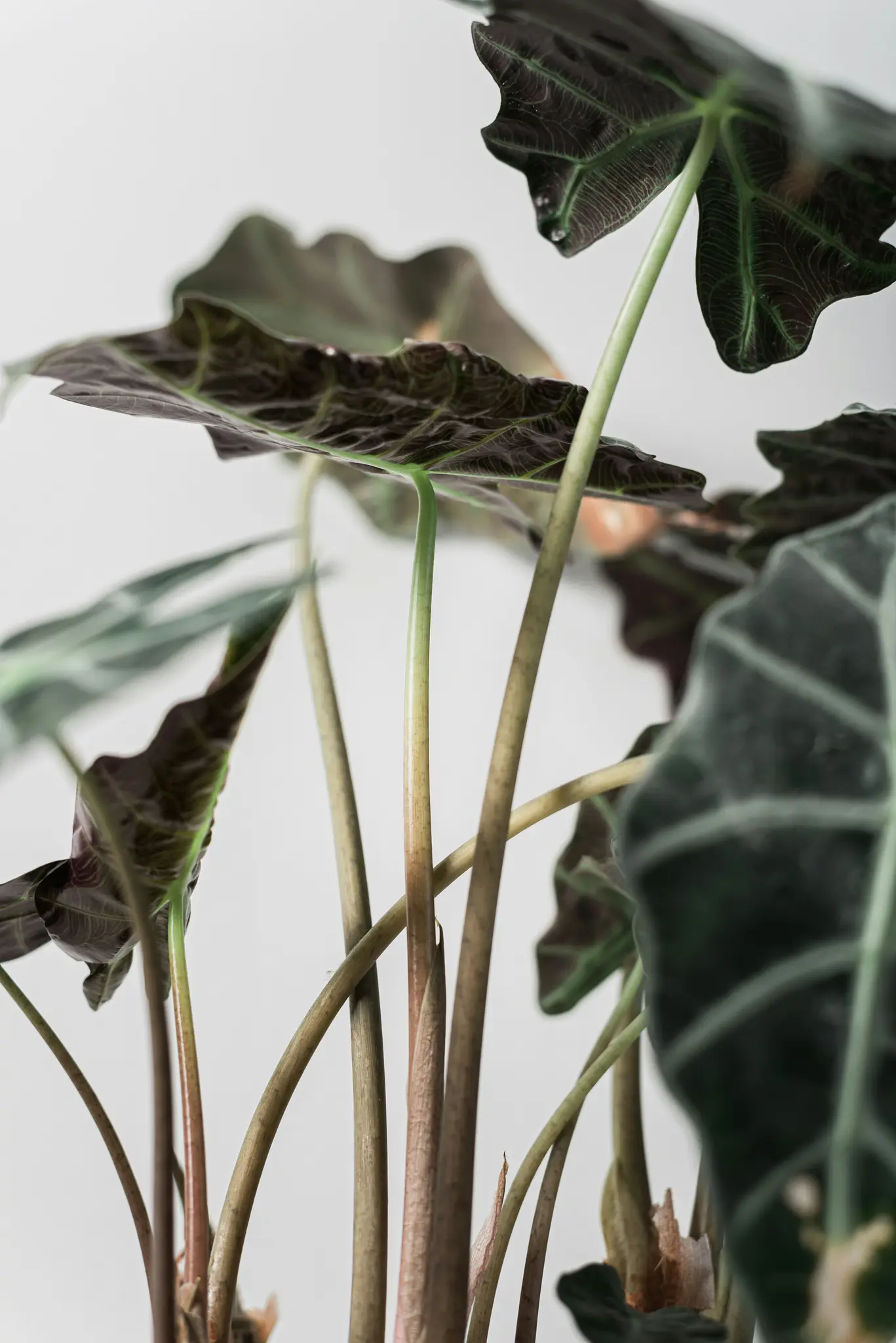 Lähikuva Alocasia-kasvista, jossa näkyvät sen tummanvihreät, kuvioidut lehdet ja paksut, punaruskeat varret taustalla...