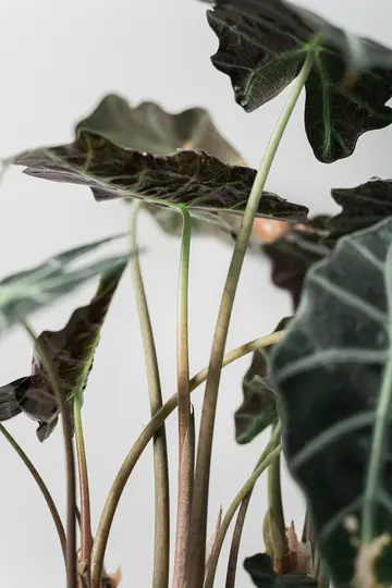 O fotografie de aproape a unei plante Alocasia, arătând frunzele sale verzi închis, texturate și tulpinile sale groase