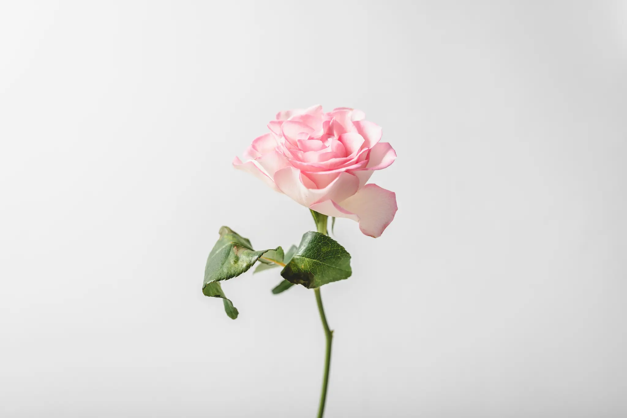 Eine einzelne rosa Rose mit grünem Stiel und Blättern steht aufrecht vor einem schlichten weißen Hintergrund. Die
