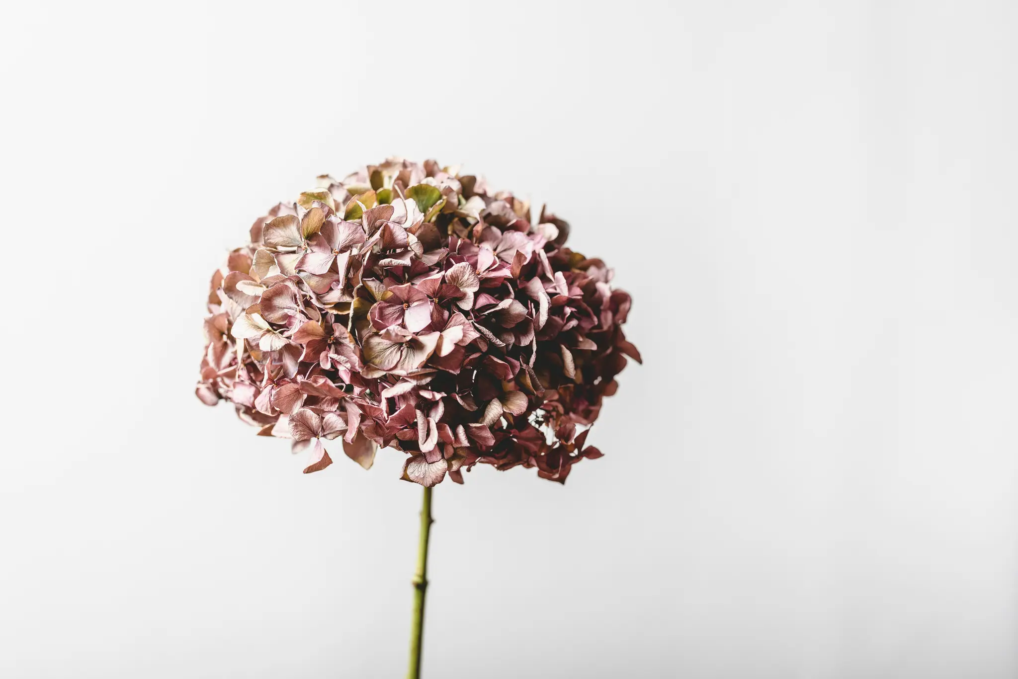Yksittäinen kuivattu hortensia, jonka suuri, pyöreä kukinto koostuu himmeän vaaleanpunaisista ja ruskeista terälehdistä ja
