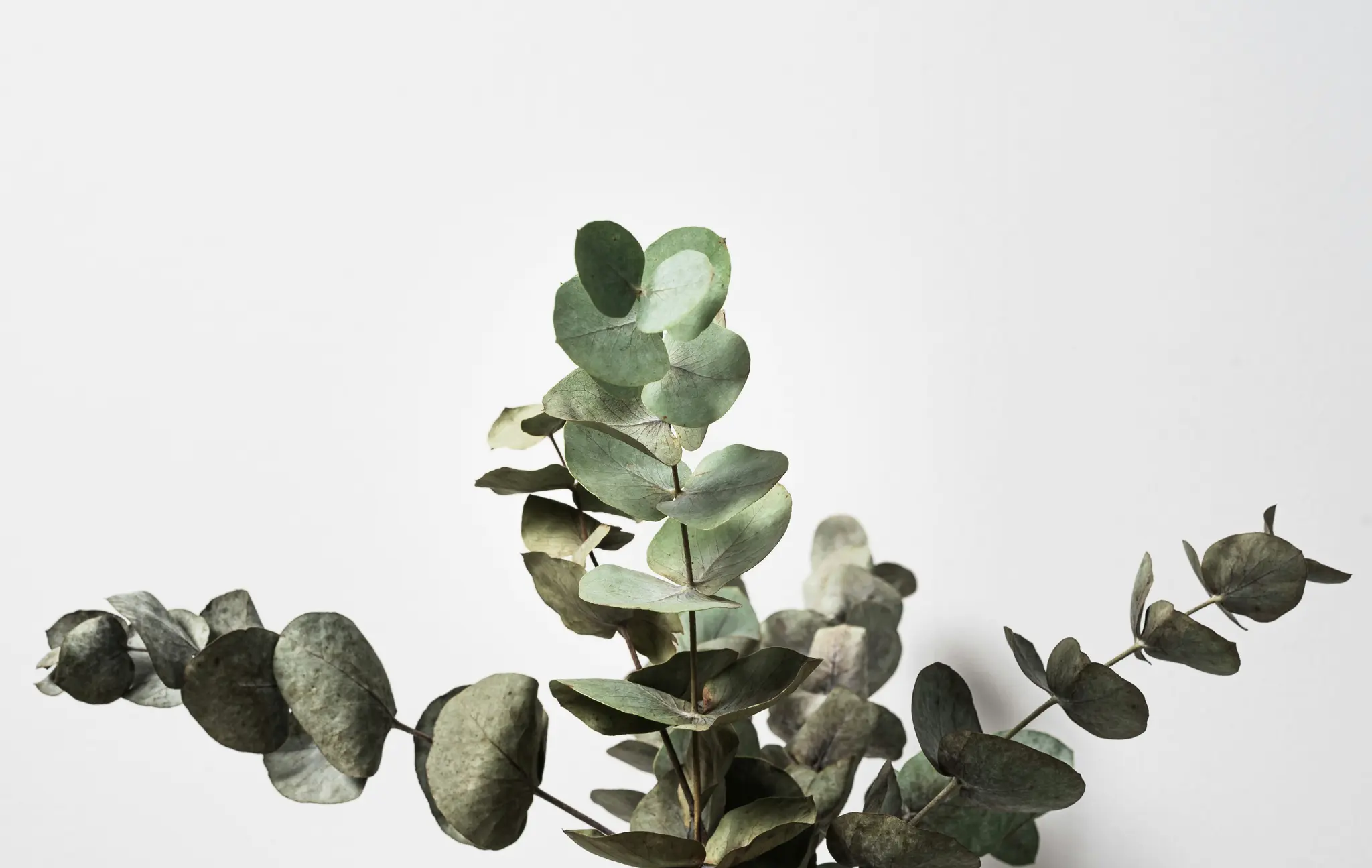 Close-up of several eucalyptus branches with round, muted green-grey leaves, set against a clean, bright white background.