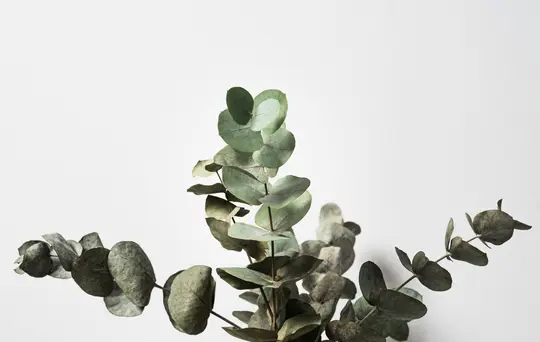 Close-up of several eucalyptus branches with round, muted green-grey leaves, set against a clean, bright white background.