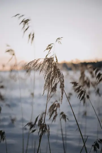 A close-up shot of dried, feathery reeds standing in a snowy field under a pale, overcast sky. The background is softly…