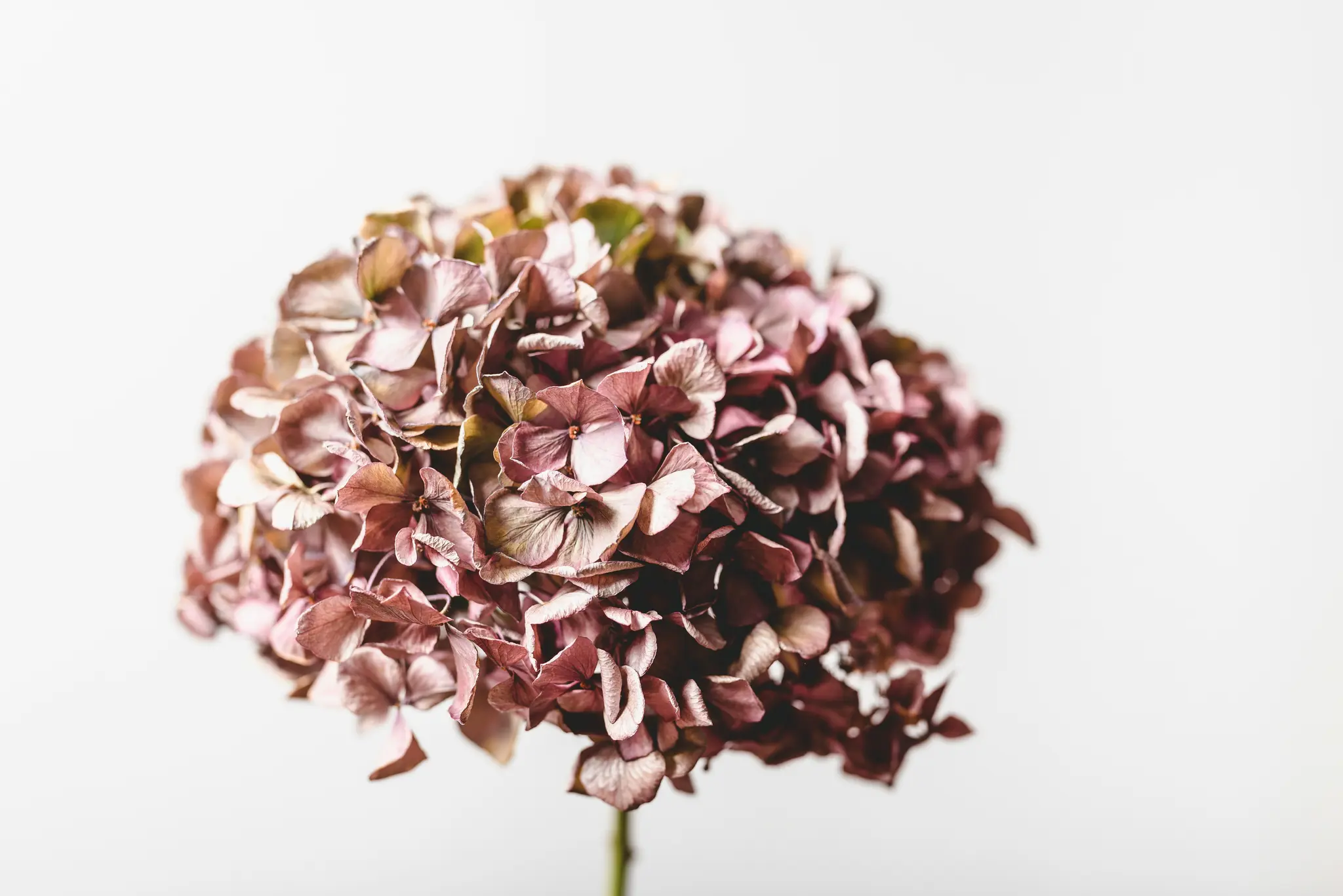 Nahaufnahme einer getrockneten Hortensienblüte mit gedämpften rosa, braunen und grünen Blütenblättern vor einem schlichten