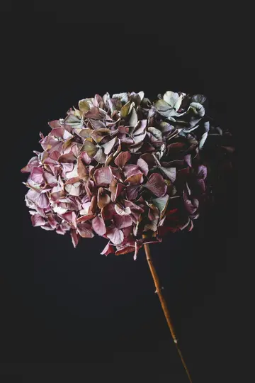 A single dried hydrangea flower with a long stem stands against a plain dark background. The petals are muted purple and…