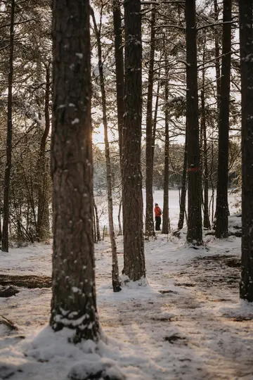 Henkilö oranssissa takissa seisoo lumisessa metsässä, korkeiden mäntyjen ympäröimänä, lähellä on jäätynyt järvi.