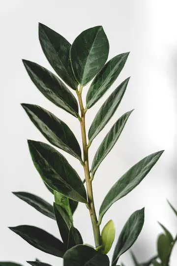 O fotografie verticală de prim-plan a unei plante ZZ cu numeroase frunze verzi închis, cerate, pe un fundal alb strălucitor.