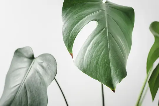 A close-up shot of a Monstera plant. Two large green leaves are visible, one in sharp focus with a distinctive split and a…