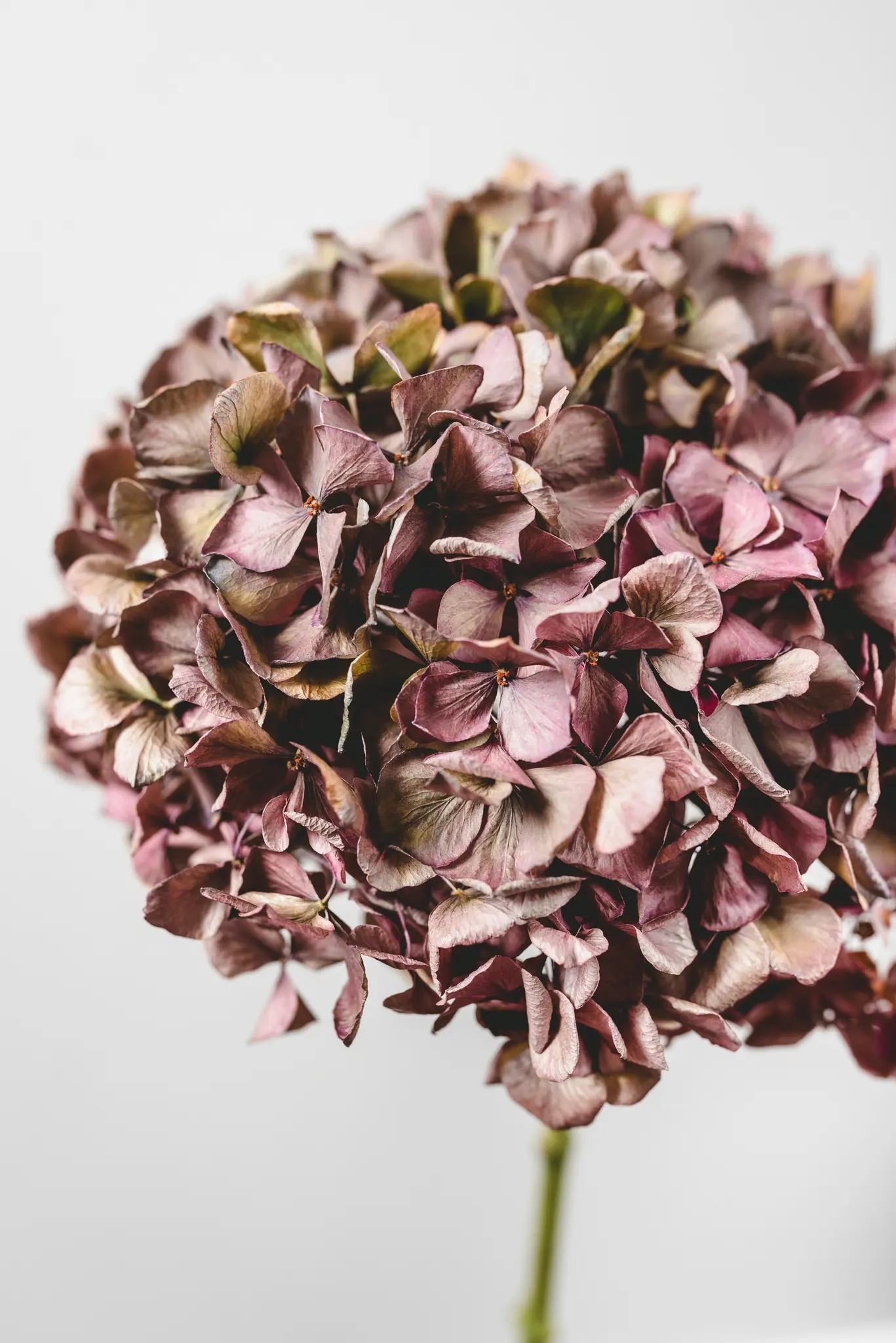 A close-up shot of a dried hydrangea flower head, featuring many small, papery petals in muted shades of purple, brown, and…