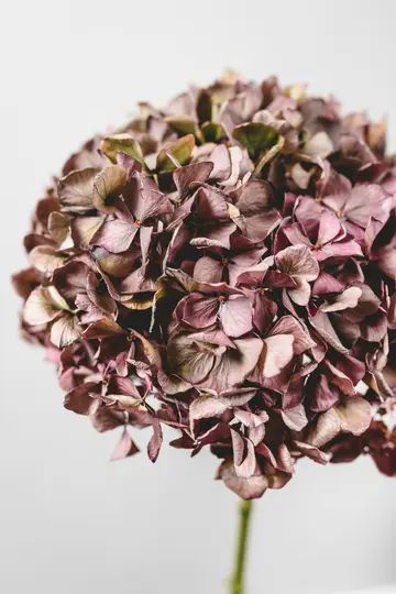A close-up shot of a dried hydrangea flower head, featuring many small, papery petals in muted shades of purple, brown, and…