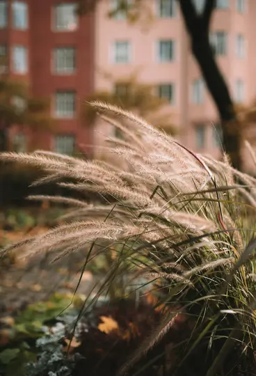 A close-up shot of light brown feathery ornamental grass in the foreground, with green leaves and fallen autumn leaves…